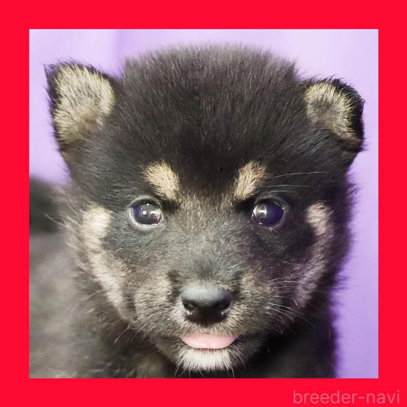 販売中の愛知県の柴犬-407006の7枚目